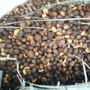 Chinese coffee beans inshell